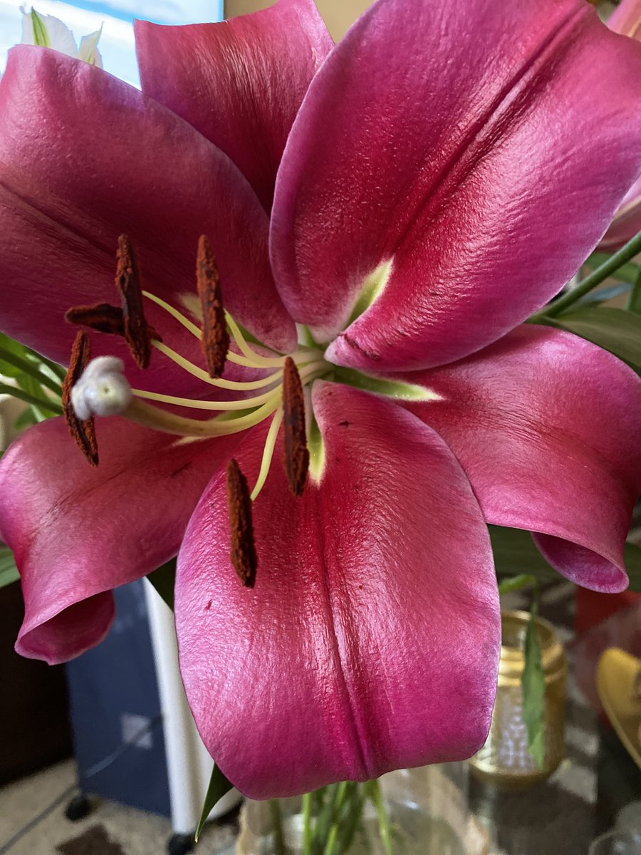 teanval0207's tweet image. Ellas brillan con luz propia… #flores #mihogar