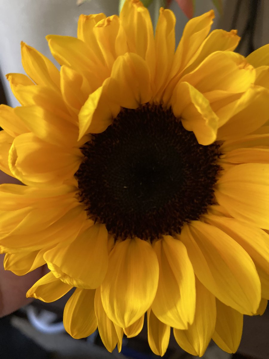 teanval0207's tweet image. Ellas brillan con luz propia… #flores #mihogar