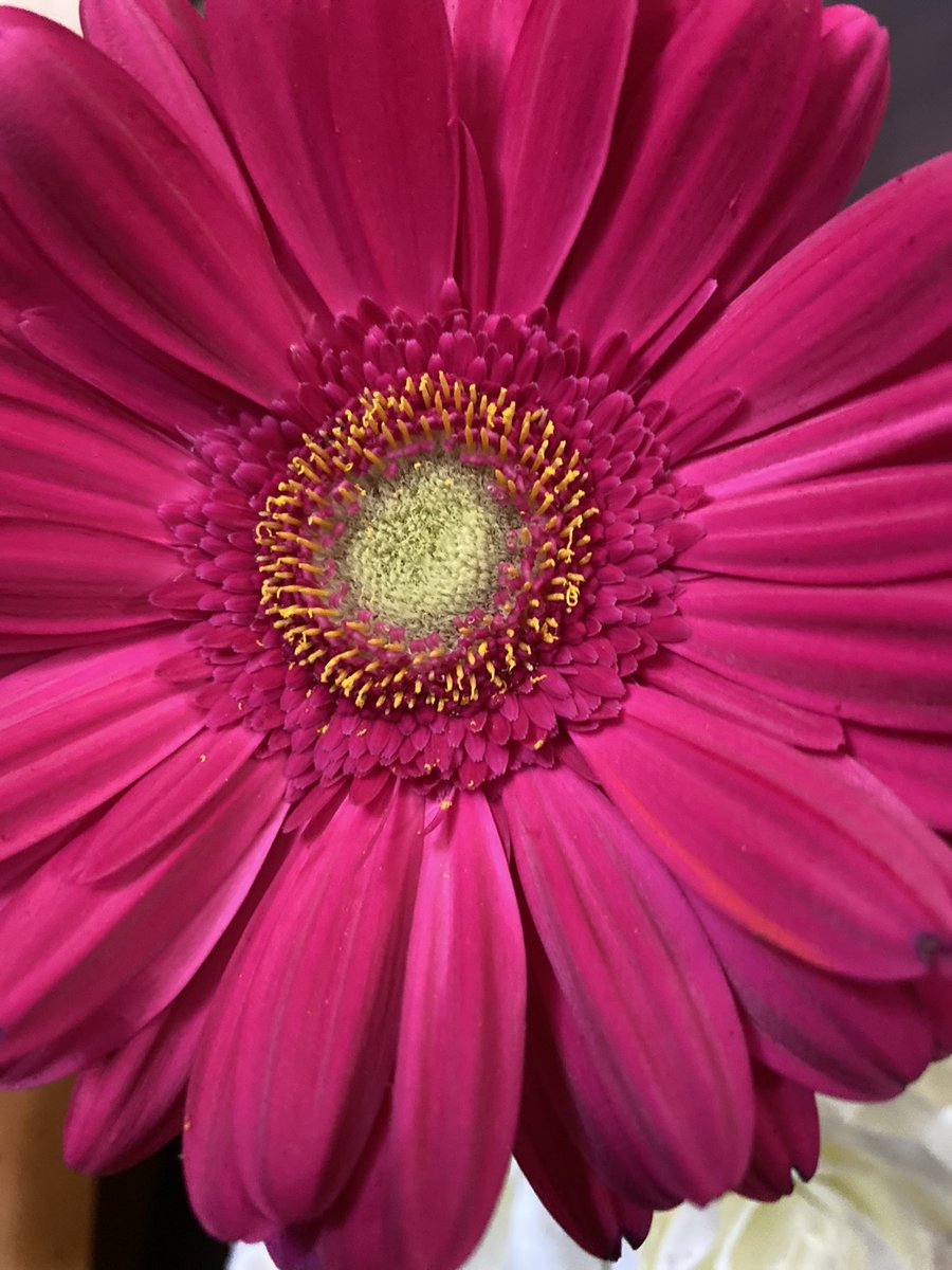 teanval0207's tweet image. Ellas brillan con luz propia… #flores #mihogar