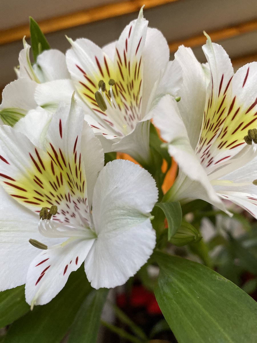 teanval0207's tweet image. Ellas brillan con luz propia… #flores #mihogar