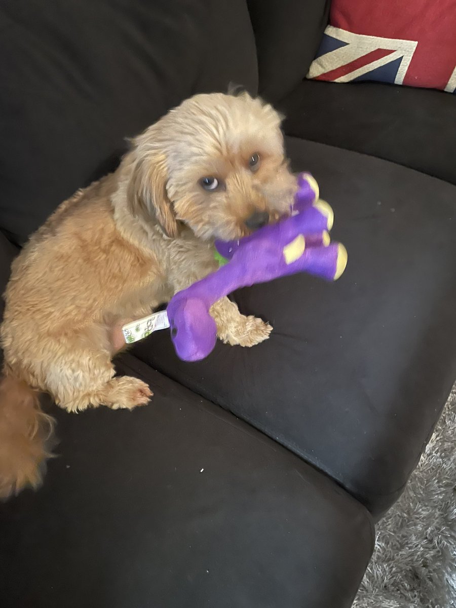 Teddy has a new toy!