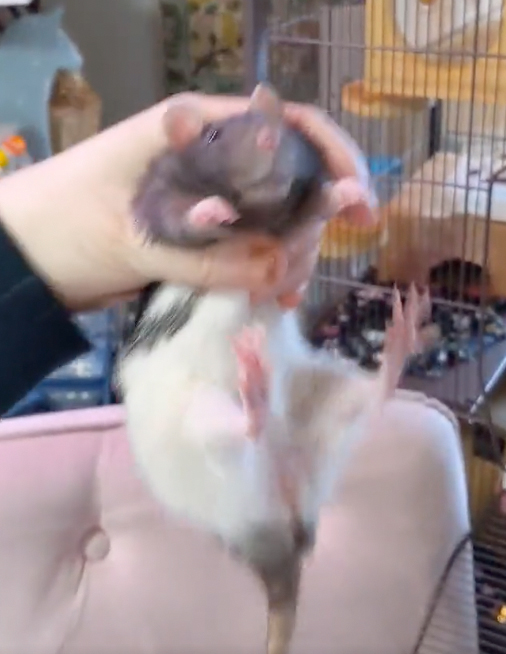 poodlewool's tweet photo. I love having rats but I never photograph them because there's literally no way to take a picture that doesn't look like this https://t.co/tHufKmPSlE