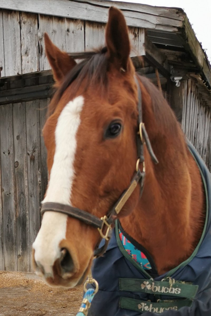 mrwillthehorse's tweet photo. Hard to believe I'm 5!! Send me all your bday love! 💙 https://t.co/edrVw1m5He