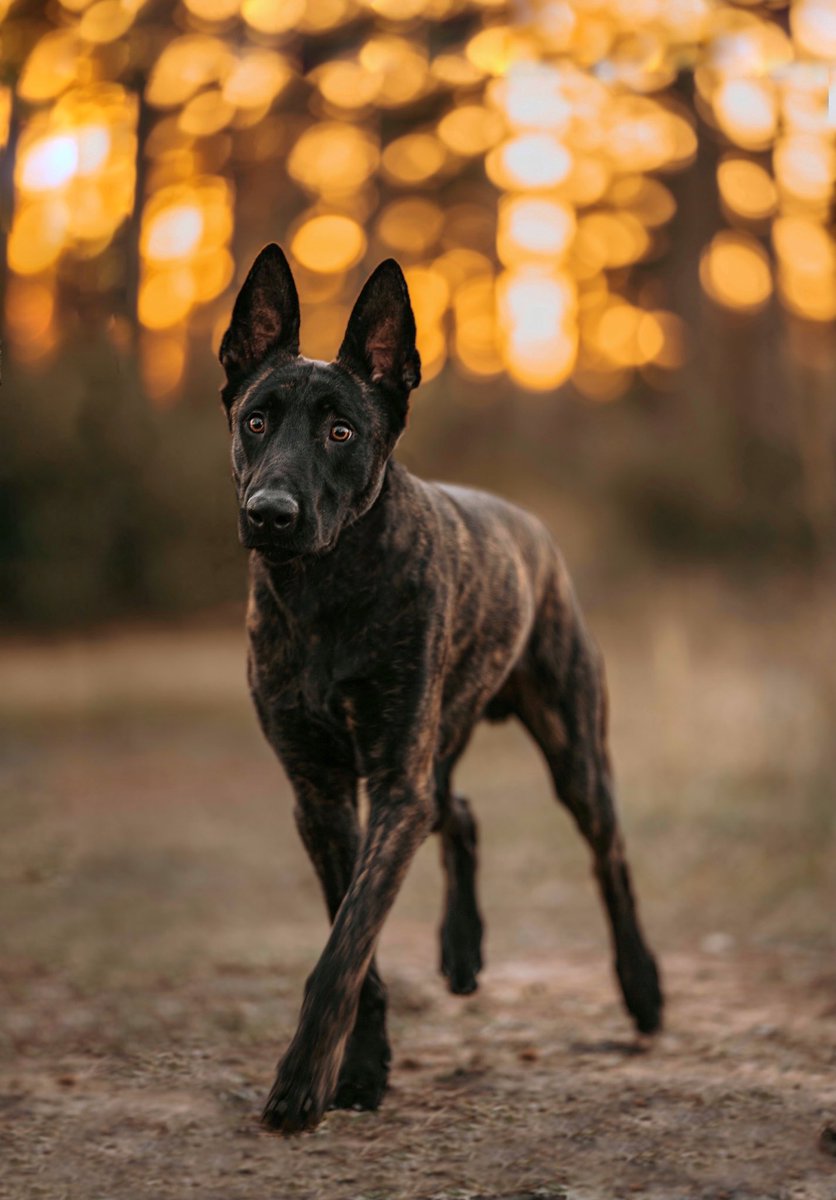 ogwolves tweet media