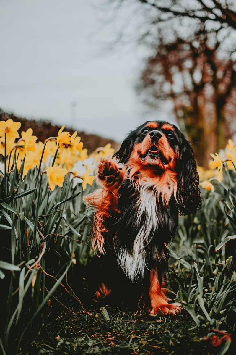 It’s march tomorrow which means spring will finally be arriving! #DogsofTwittter #dogtwittercommunity #DogTwitter #spring #photooftheday