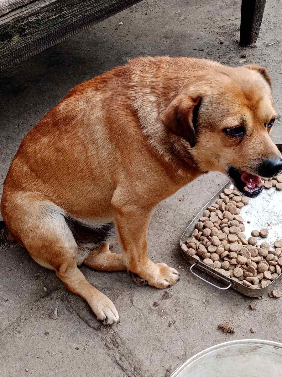 Кот Шурик из Беловежской пущи и его большая семья tweet media