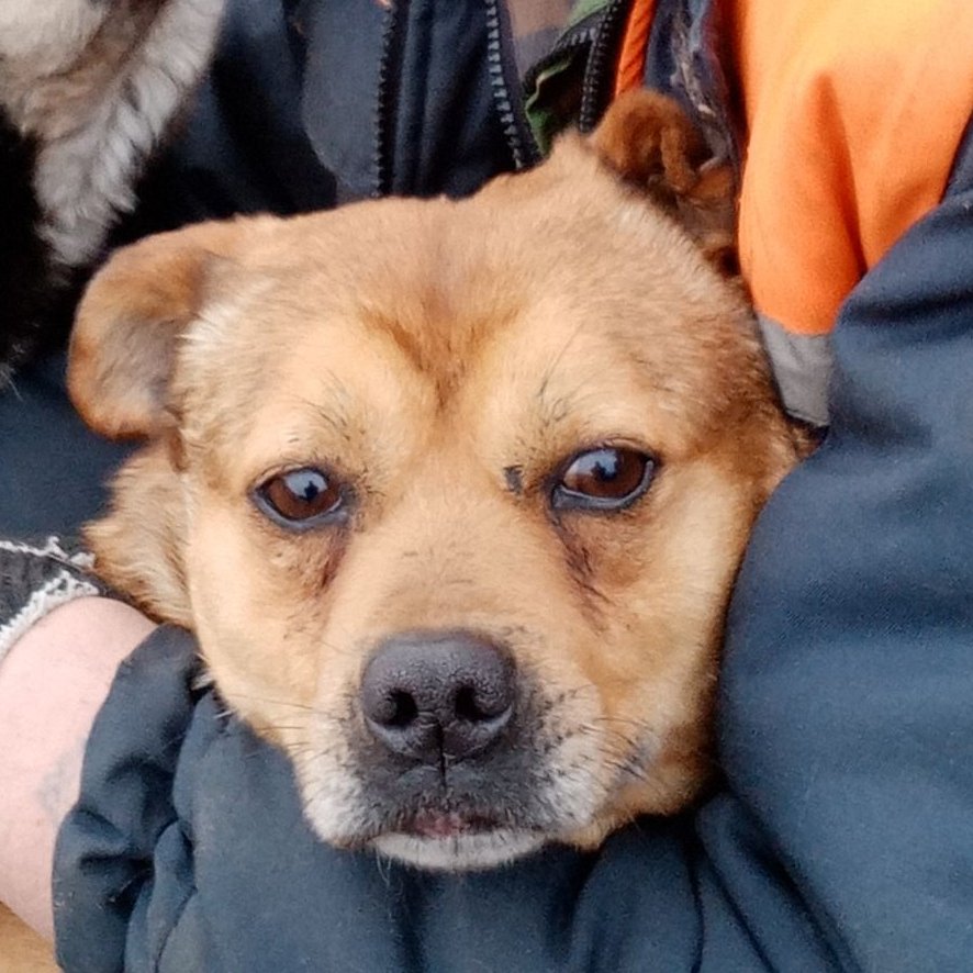 Кот Шурик из Беловежской пущи и его большая семья tweet media