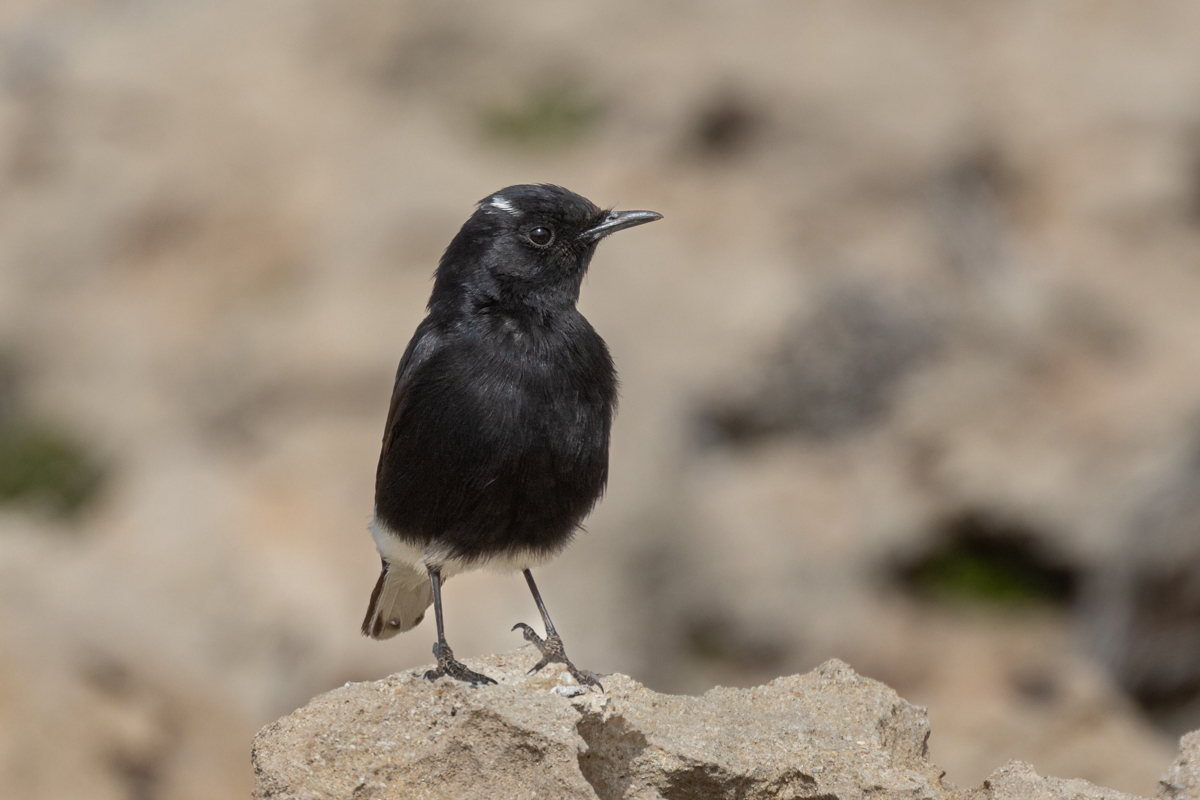 CyprusBirdsandNature tweet media