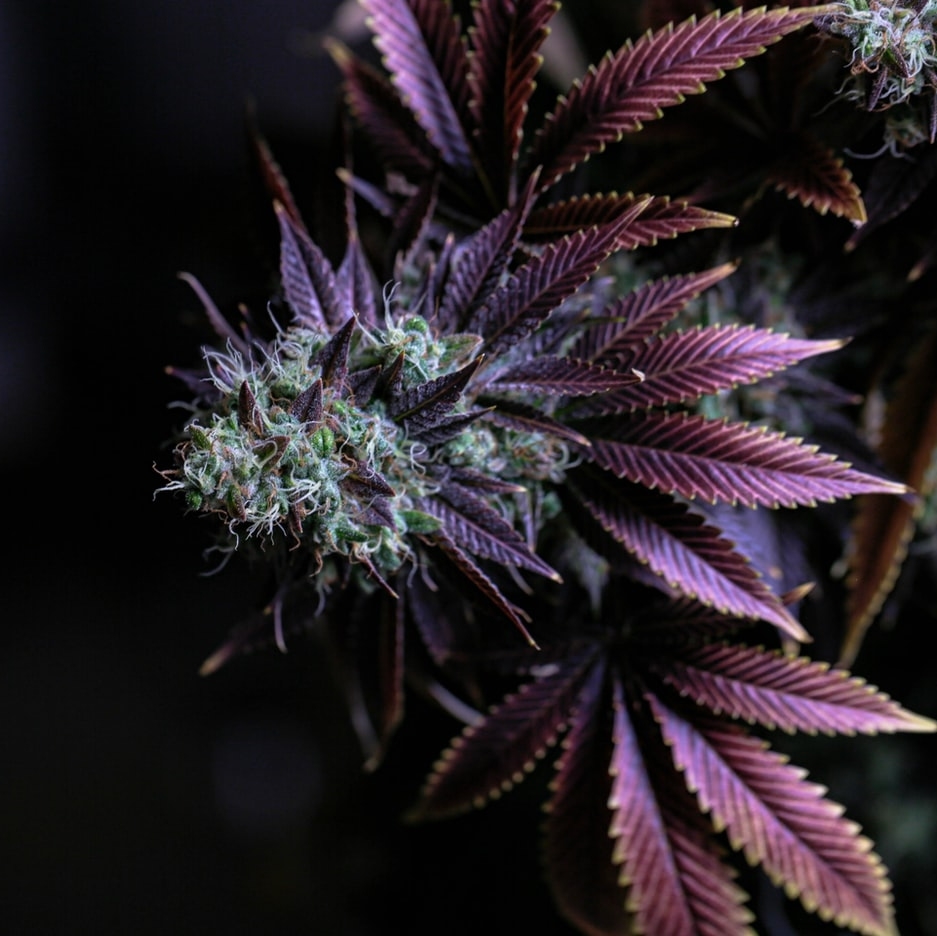 CdnGreenfield's tweet photo. Today is National Floral Design Day! Here's our favourite flower 😉

Media Source: https://t.co/5Wo3nGTYTU
Photo by Diyahna Lewis on Unsplash
#hempoil #hempproducts #hempfarm #hempcommunity #hempnottrees#hempflower#industrialhemp https://t.co/mkcs24KWXK