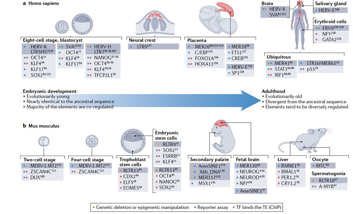 Cedric🧬➰🧬Feschotte (@cedricfeschotte) on Twitter photo Our new review on Transposons & Gene Regulation is out! A huge treat to write with <a href="/FueyoRaquel/">Raquel Fueyo</a> <a href="/judd_julius/">Julius Judd</a> & Joanna Wysocka 🙌🥂
nature.com/articles/s4158… Our new review on Transposons & Gene Regulation is out! A huge treat to write with <a href="/FueyoRaquel/">Raquel Fueyo</a> <a href="/judd_julius/">Julius Judd</a> & Joanna Wysocka 🙌🥂
nature.com/articles/s4158…