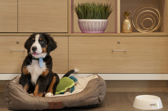 Home2PalmBay's tweet photo. When you’re traveling with your pet, WE’RE HERE TO HELP! 

We’re thrilled to offer Mars Petcare expert tips and one-on-one advice complimentary for all of our guests to make traveling with your pets easier and better.

Learn More about Mars Petcare at https://t.co/9XmM6l5Jvg https://t.co/7CCqNQ1z9I