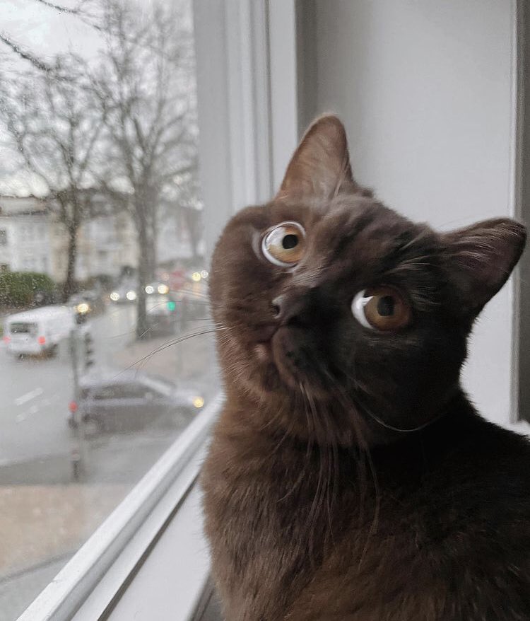 ¿A qué edad visteis por primera vez la  esclerótica de los ojos de los gatos? Hoy puede ser un buen día!