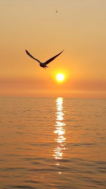 قالت له،
هل تحبني؟
قال ، لا أعرف ، يجب أن أسأل قلبي ،
قالت ،
ما الذي يمنعك ، اسأله؟
فقال لها،
كيف أسأله وهو الآن معك.
..
رحمن