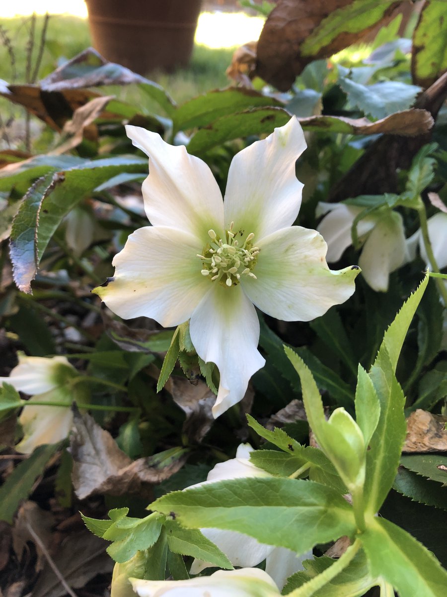WildflowerPilg's tweet photo. The Hellebores are starting to flower here in Knoxville - a sure harbinger of spring. 

Tomorrow is registration day for the 2022 Spring Wildflower Pilgrimage, at 10 am EST. So excited! All the details at our website, linked in our bio. https://t.co/qbg2vSTwyL