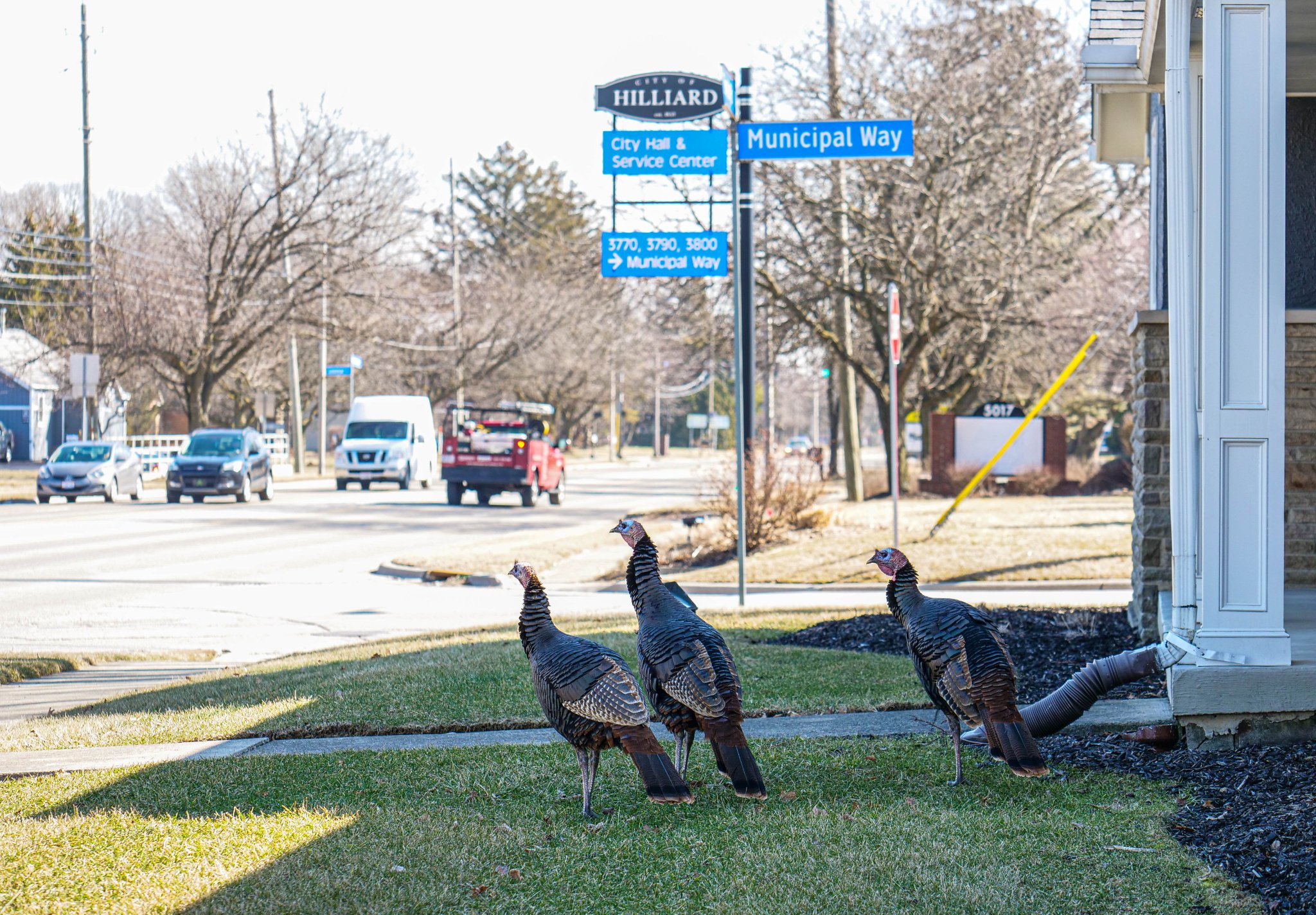 City of Hilliard, OH on Twitter "Hilliard...the home of wild turkeys