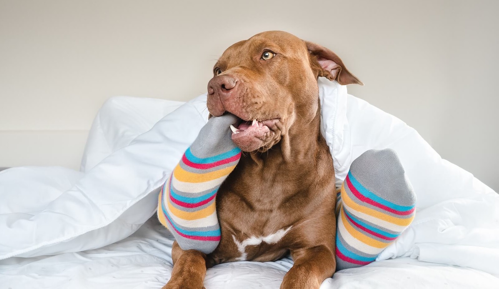 Stop dog eating socks cheap