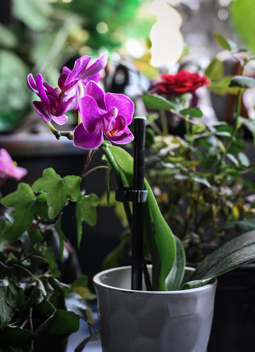 Trying my hand at plant photography😅 Something different to play around with🤷🏻‍♀️ Also trying to figure out these darn camera settings!