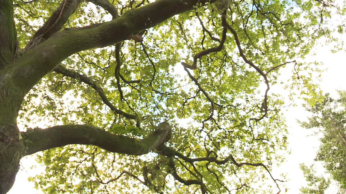 Últimas horas para votar polo Carballo de Conxo como Árbore Europea do Ano g24.gal/-/ultimas-hora…