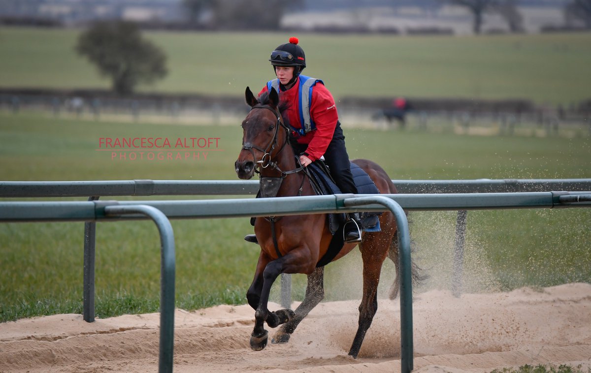 FrancescaJane_x's tweet photo. Too Friendly @DSkeltonRacing 🏇

📸 for @CheltenhamRaces/@TheJockeyClub https://t.co/XRFoYngb2s