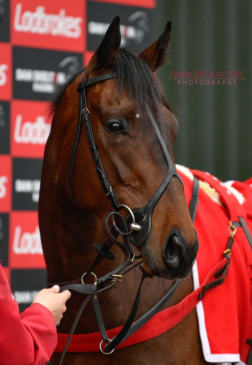 Too Friendly <a href="/DSkeltonRacing/">Dan Skelton Racing</a> 🏇

📸 for <a href="/CheltenhamRaces/">CheltenhamRacecourse</a>/<a href="/TheJockeyClub/">The Jockey Club</a>