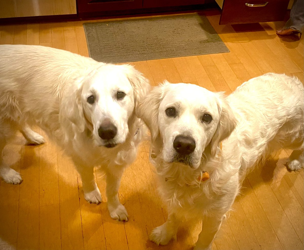 TheRealFirepipe's tweet image. 