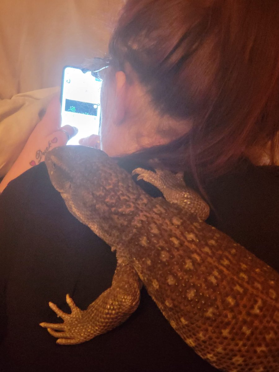 Staff and management we can see which one is the boss 😂 #reptiles #rex <a href="/ReptileDiscov11/">Simon Goble</a>