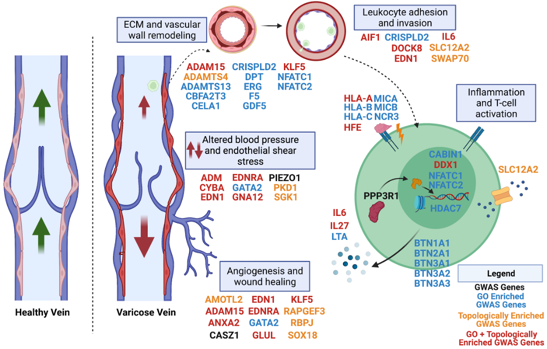 Scott Damrauer (@damrauer) on Twitter photo Excited to share our varicose veins GWAS from VA Million Veteran Program highlighting the role of inflammation, vascular remodeling, and angiogenesis. A great collaboration between <a href="/VAResearch/">VA Research</a> & <a href="/ORNL/">Oak Ridge Lab</a> <a href="/argonne/">Argonne National Lab</a> <a href="/ENERGY/">U.S. Department of Energy</a> scientists. medrxiv.org/content/10.110⦠Excited to share our varicose veins GWAS from VA Million Veteran Program highlighting the role of inflammation, vascular remodeling, and angiogenesis. A great collaboration between <a href="/VAResearch/">VA Research</a> & <a href="/ORNL/">Oak Ridge Lab</a> <a href="/argonne/">Argonne National Lab</a> <a href="/ENERGY/">U.S. Department of Energy</a> scientists. medrxiv.org/content/10.110ā¦
