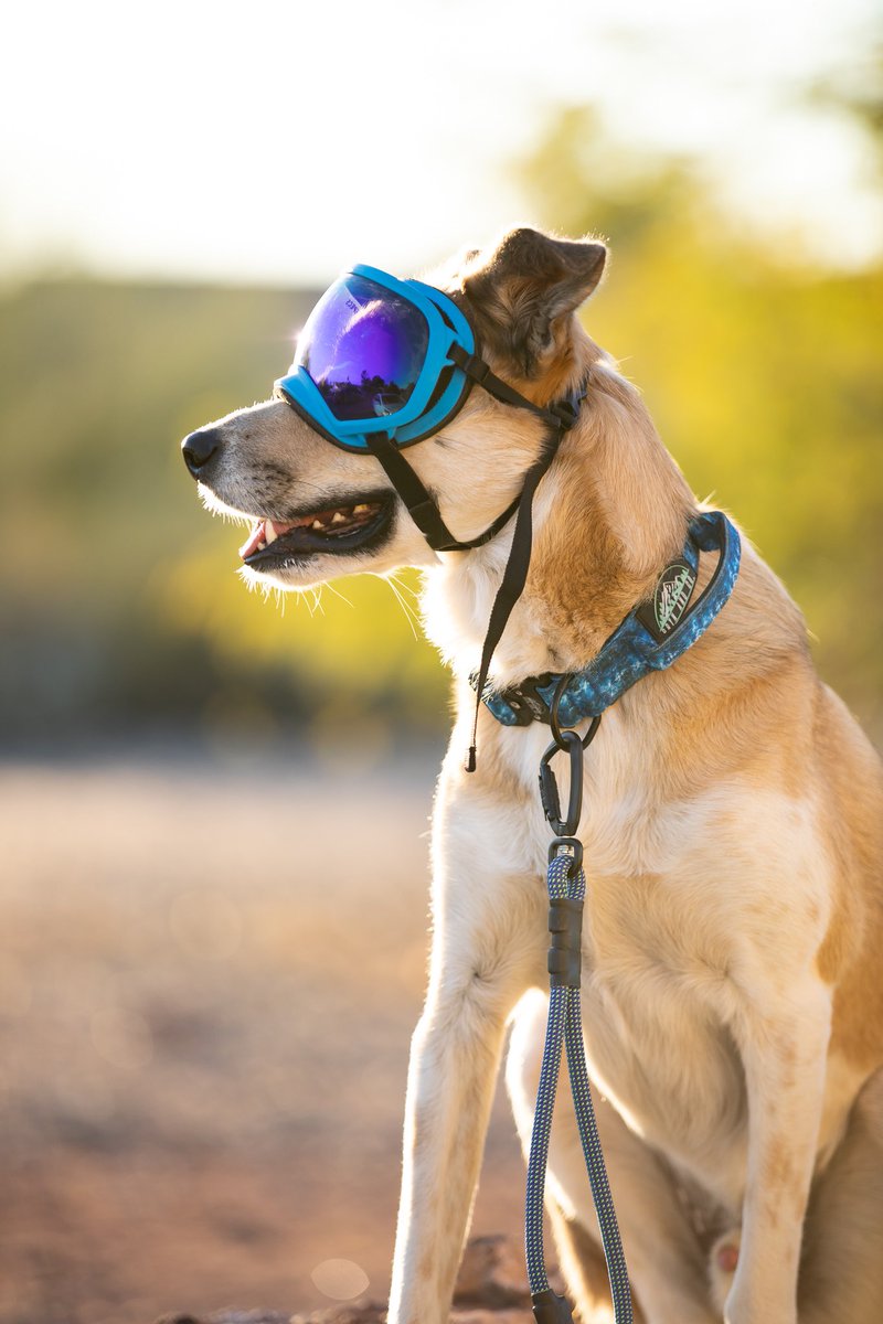 Ava, Bentley & Cami tweet media