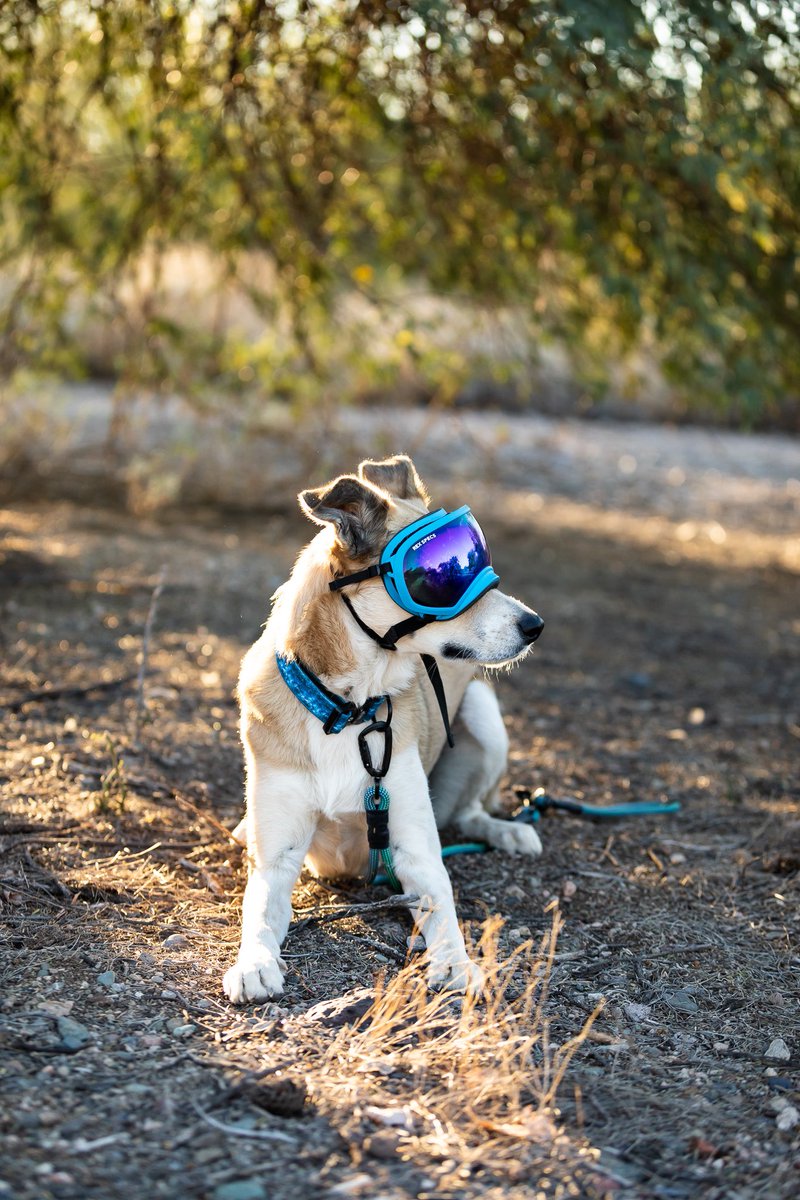 Ava, Bentley & Cami tweet media