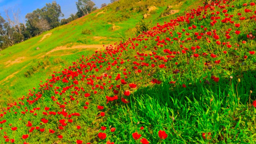 abedjama's tweet photo. הנגב המערבי ......... https://t.co/A1vICO9wzD