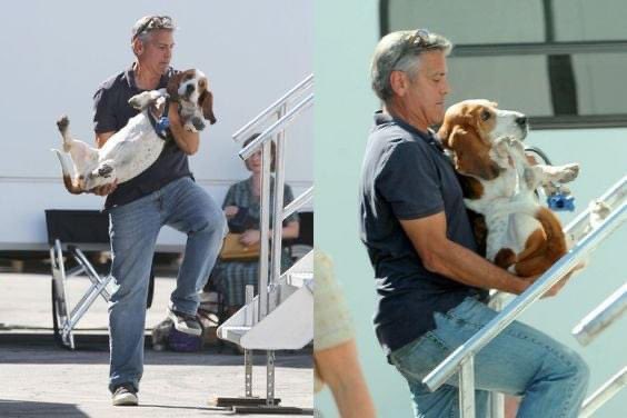BROODva's tweet image. I was today years old when I found out George Clooney has a rescue basset, Millie. Even George has to tote her around when she doesn't want to walk! 😂 #swoon #Basset