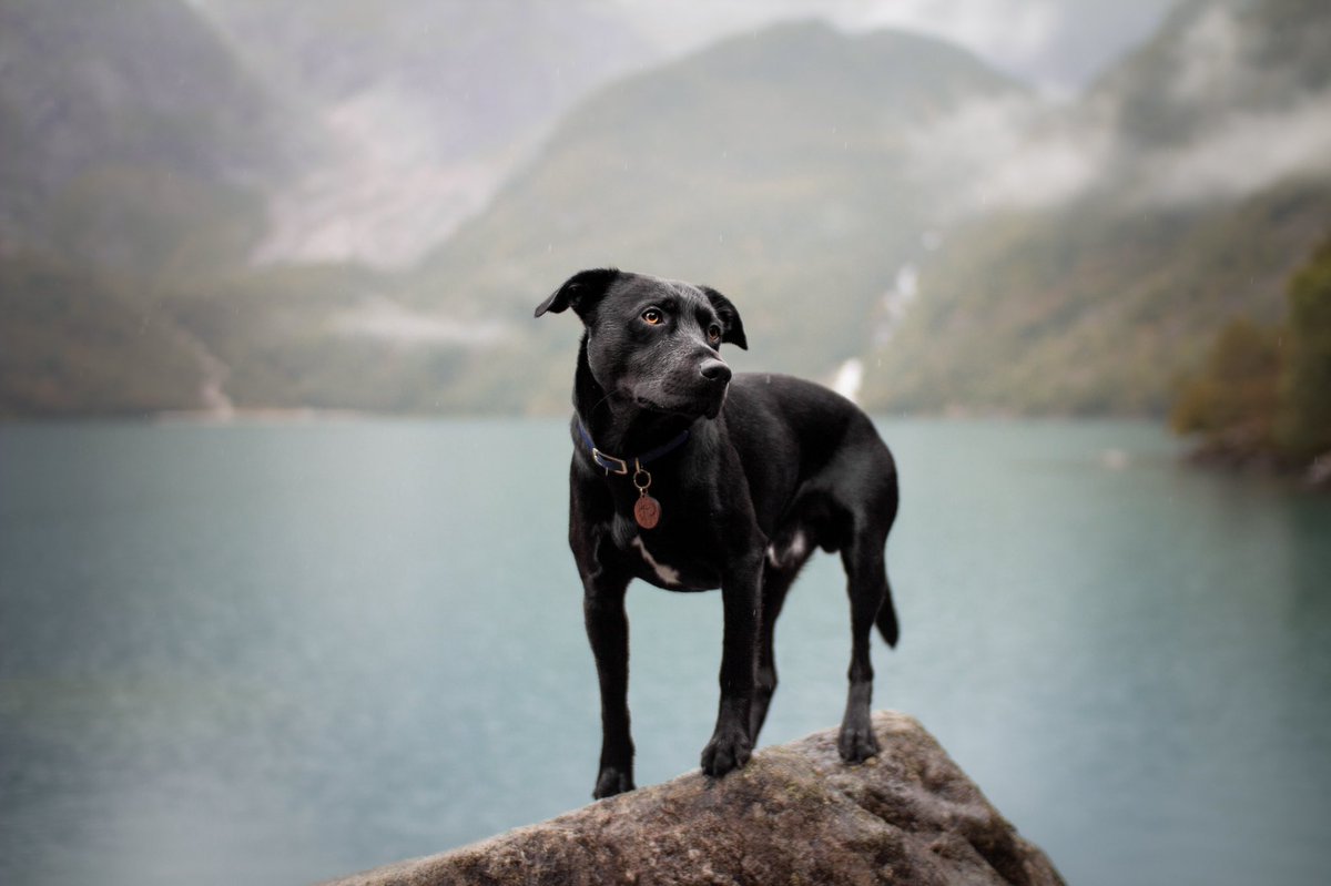 Missing summer☀️ #twitterdogcommunity #dogsoftwitter #dogsontwitter