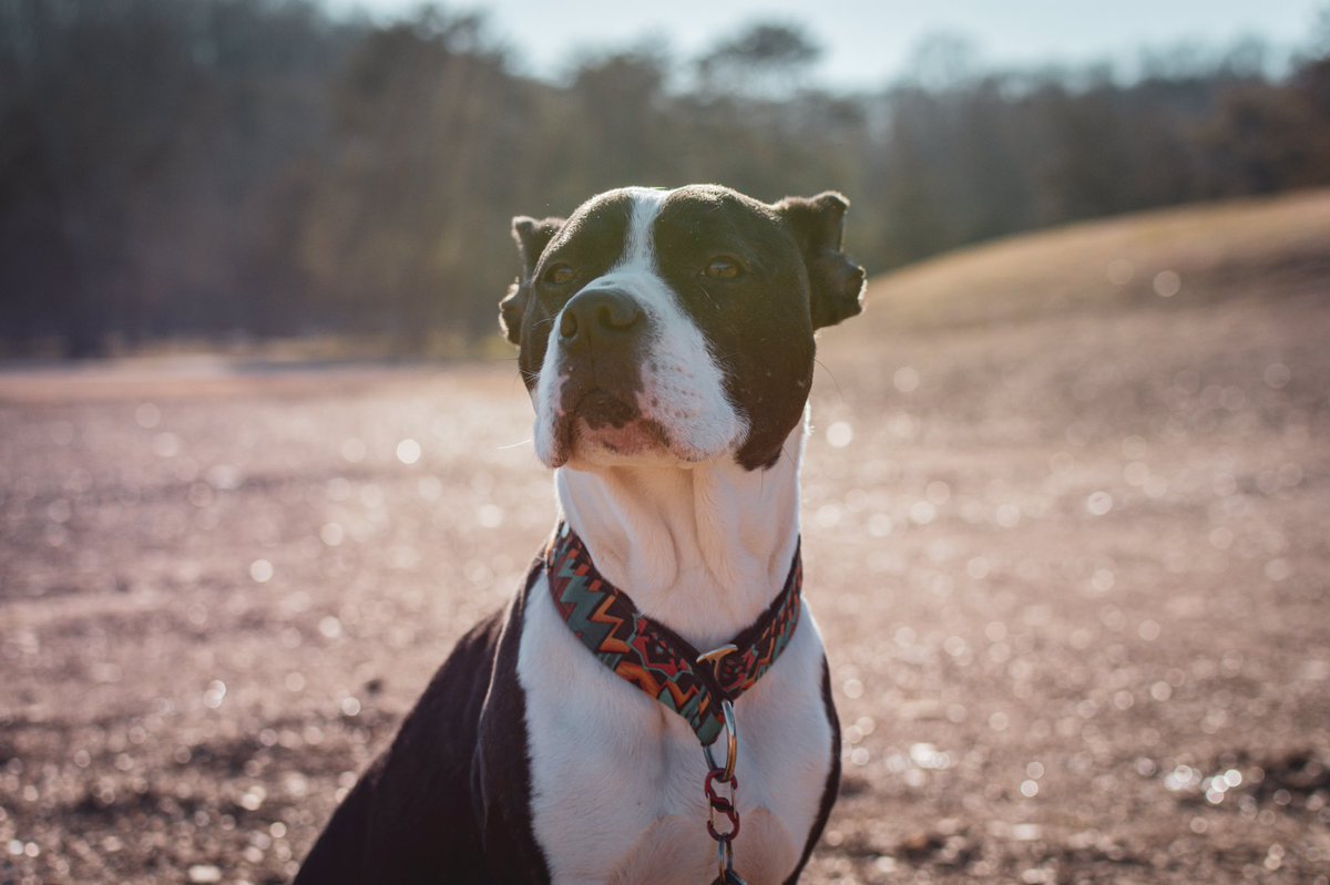 Mahala C tweet media