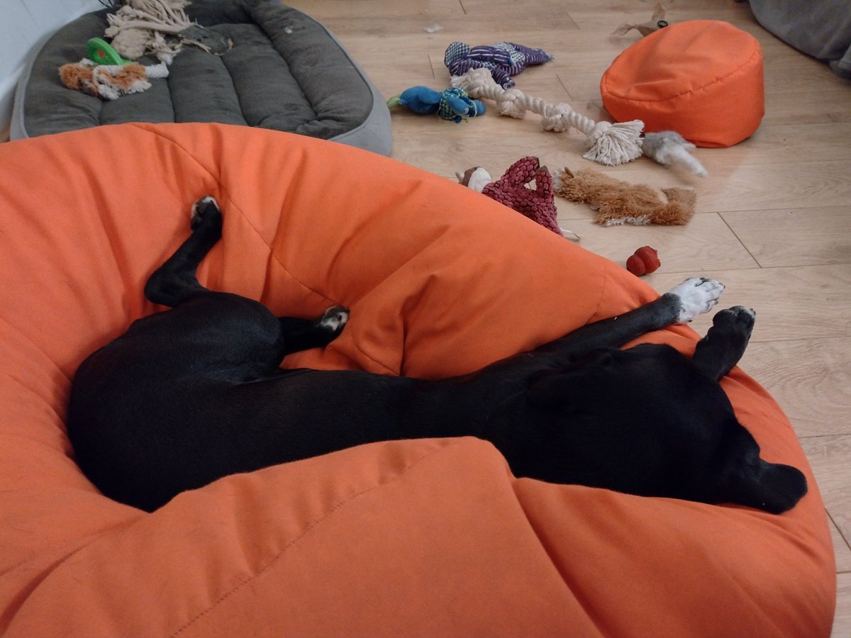 See how I sleep so innocently? It must have been another dog that came in and threw all my toys around the room