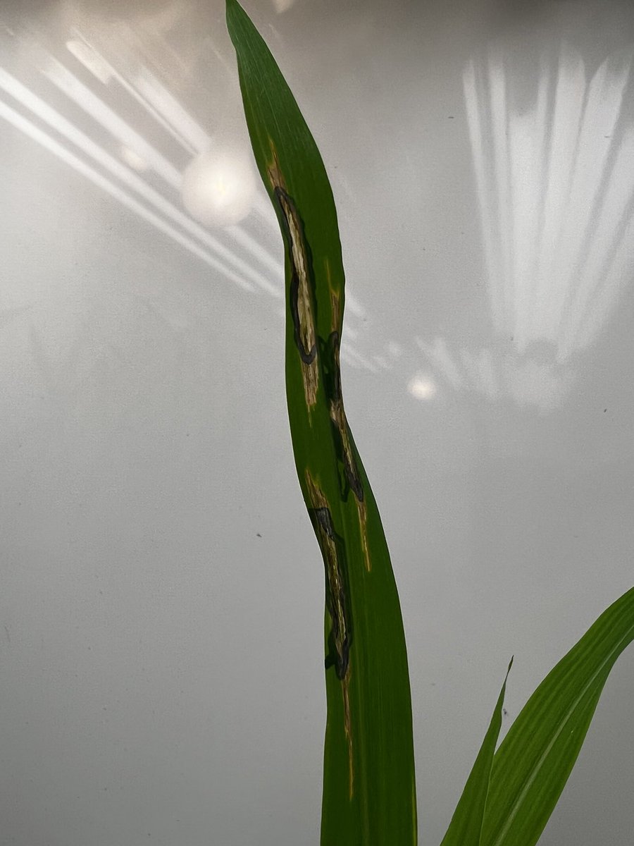 AfiqPlantPath's tweet photo. Updates on the inoculated corns on the 5th DPI. Theres streaking on the leaves with the inoculum and no streaking for the negative control. Looking good so far. Disease intensity will be measures on the 7th and 14th DPI. https://t.co/pEViSBQnGq