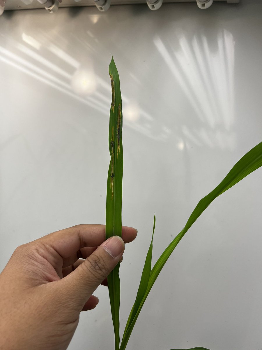 AfiqPlantPath's tweet photo. Updates on the inoculated corns on the 5th DPI. Theres streaking on the leaves with the inoculum and no streaking for the negative control. Looking good so far. Disease intensity will be measures on the 7th and 14th DPI. https://t.co/pEViSBQnGq