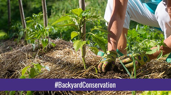 IndianaNRCS's tweet image. Mulching is one of the simplest and most beneficial practices you can use in the garden. Mulch is simply a protective layer of a material that is spread around your plants that enriches and protects soil, helping provide a better growing environment.

bit.ly/3sstwCU