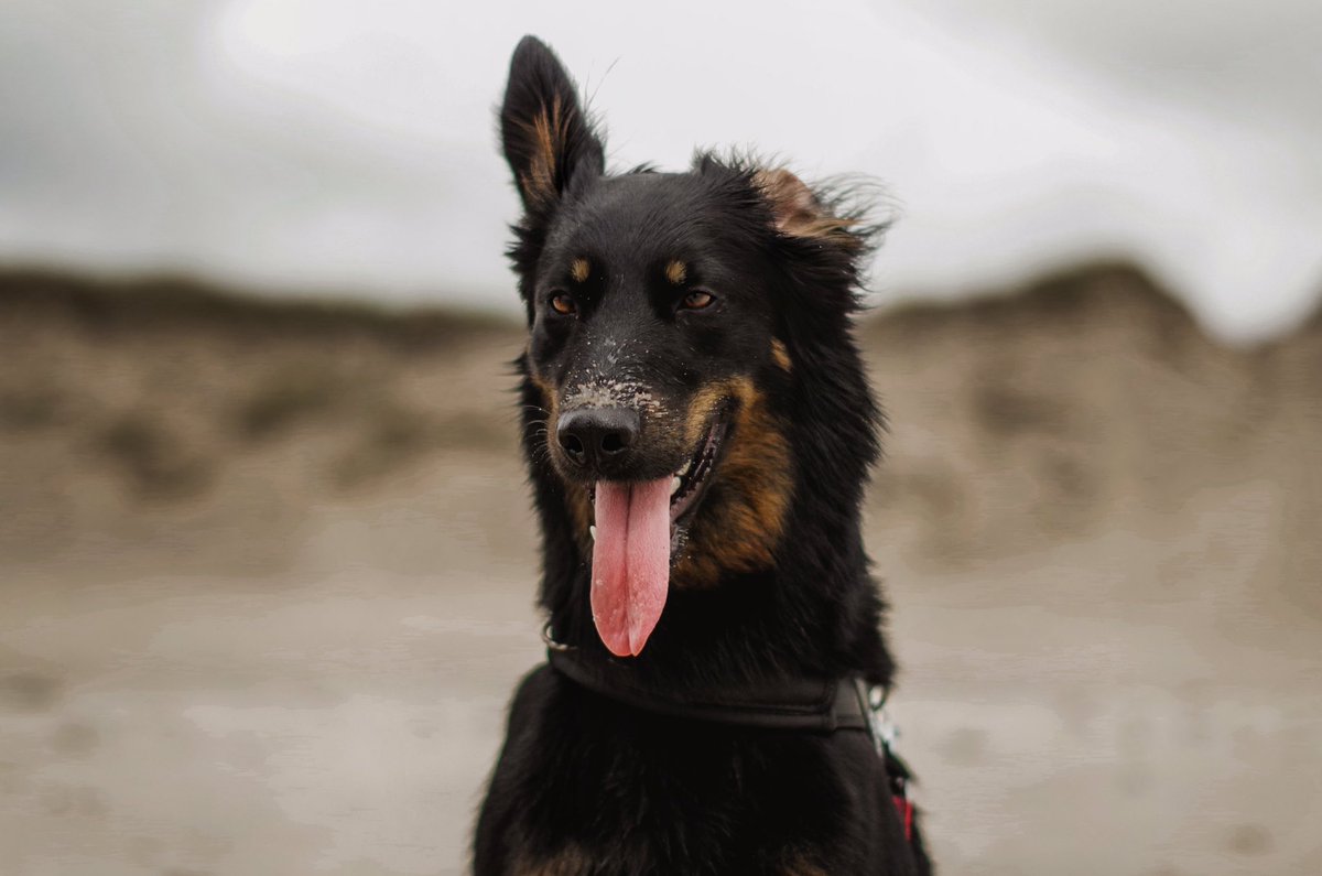 Someone is missing the Summer too? Grimme some sunshine. Plis. Sunshine for the world, sunshine for the heart #UkraineRussiaWar #DogsofTwittter #DogLover #summerlove ☀️