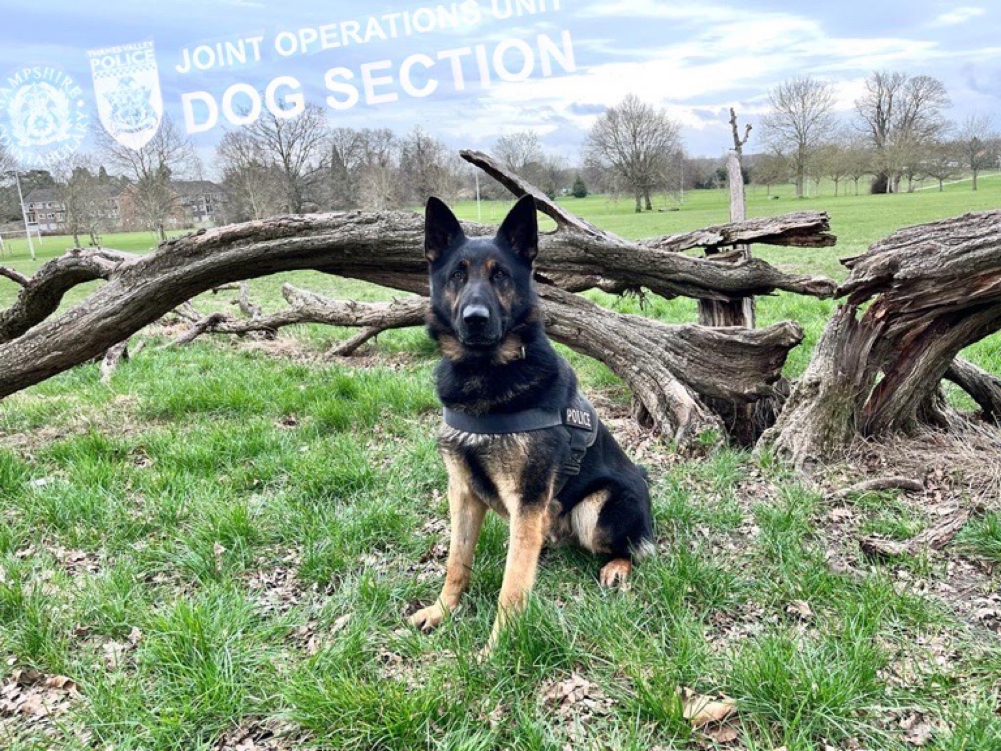 Hants & TVP Police Dog Section 🐾 on Twitter "PD Merlyn used his