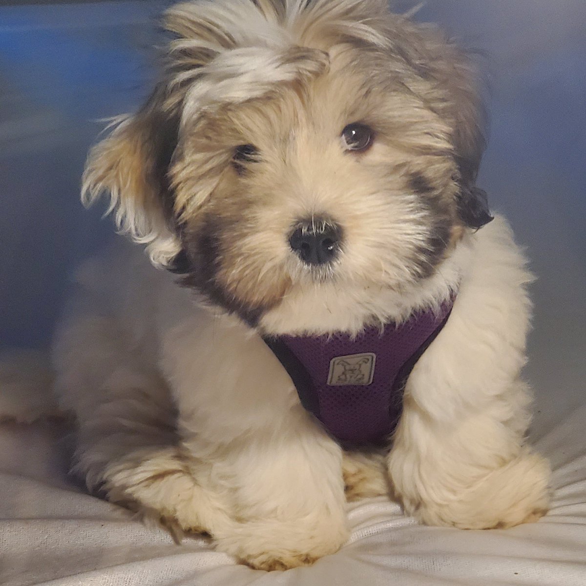 RunAmuckk's tweet photo. @CraigRozniecki My puppy.  Feel better https://t.co/LcMj2GrEiM