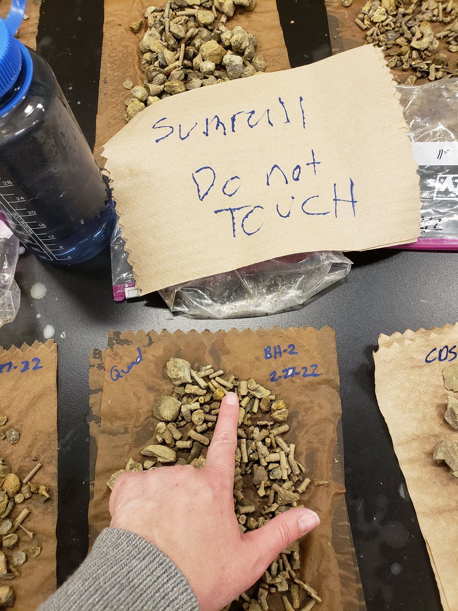 UglyFossils's tweet image. At this point, I&apos;m just being a troublemaker.