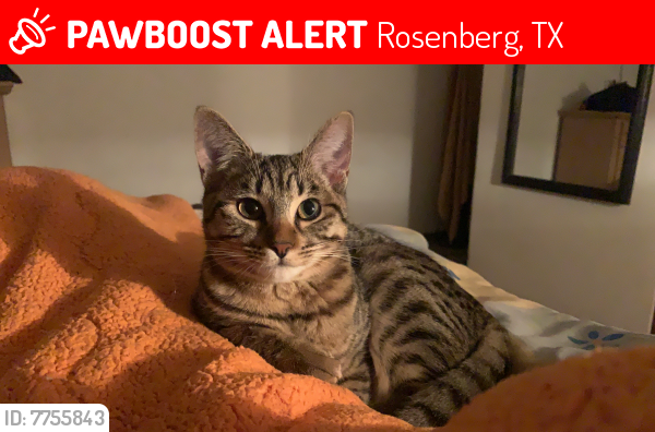 TXLostPets's tweet photo. Please RT! Ramona went #missing on February 27, 2022 in Rosenberg #Texas 77471 near Klauke rd &amp; Matamoros dr #lostcat #lostpets #pawboost https://t.co/ViP83WHjEH https://t.co/jrwO4cWllP