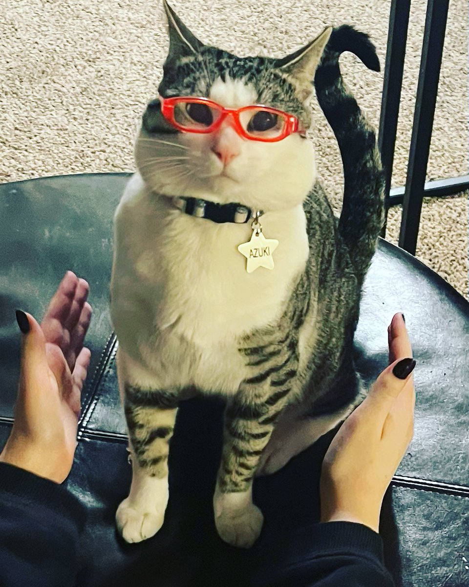 ms_punkymom's tweet photo. When you’re captain of both the debate club and the math team… #azukithecat #nerdycat #catsofinstagram #CatsOfTwitter https://t.co/zgfRTEvZ4H