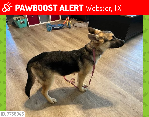 TXLostPets's tweet photo. Please RT! Athena went #missing on February 28, 2022 in Webster #Texas 77598 near Nasa #lostdog #lostpets #pawboost https://t.co/8T1hRdWrFS https://t.co/WwYquhoDSl