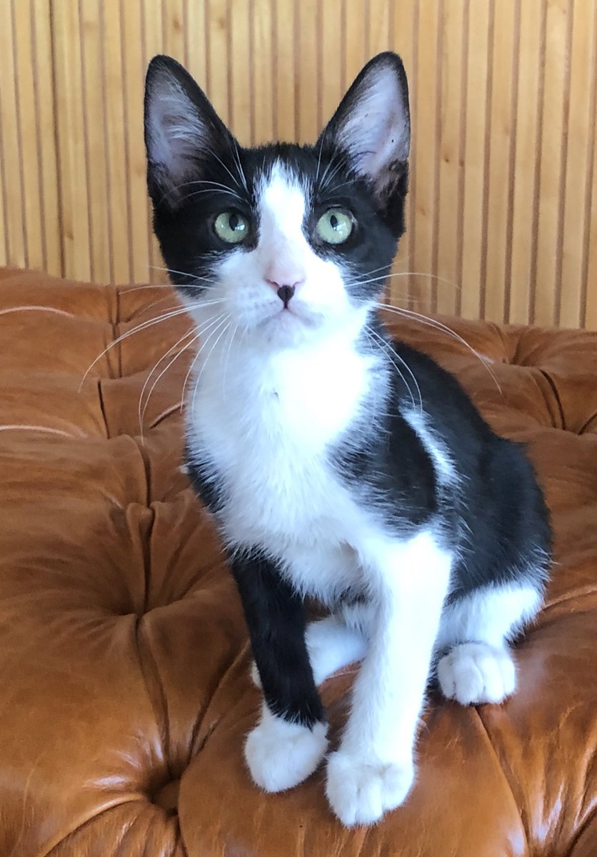 Amigos! Estamos desesperados por encontrar a TOKIO. Nuestra gatita mestiza de 5 meses aprox.
Esta castrada, tiene un lunar en la nariz y la punta de la cola blanca. 
Se extravió en el Barrio San Jorge.
Ofrecemos recompensa de 1.000.000 Gs a quien nos pueda dar info de ella. 💔