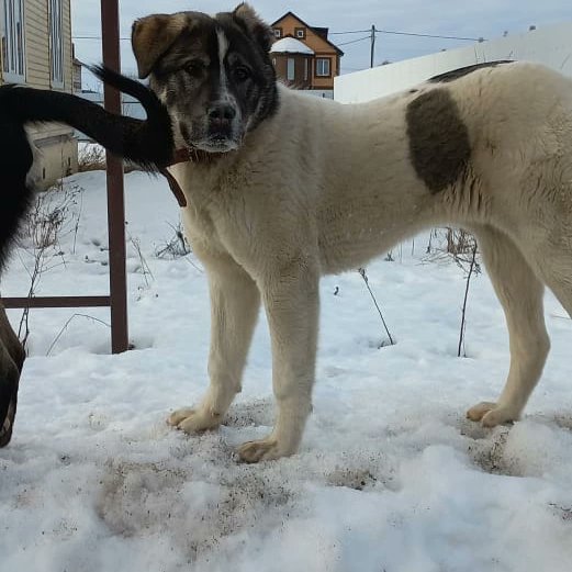 Мила Пим tweet media