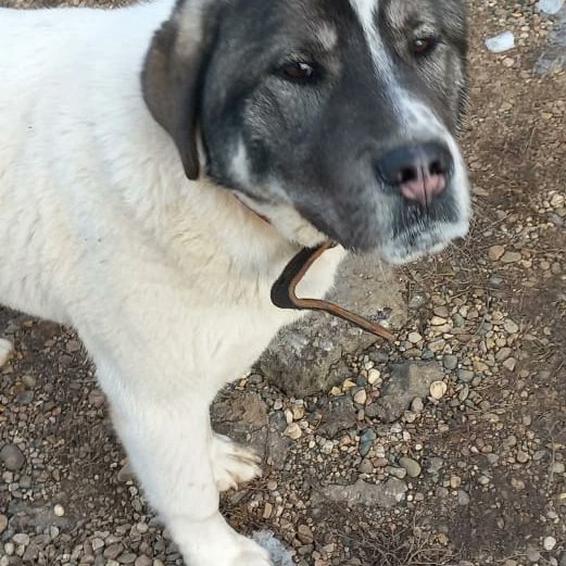 Мила Пим tweet media