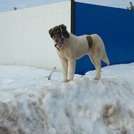 Мила Пим tweet media