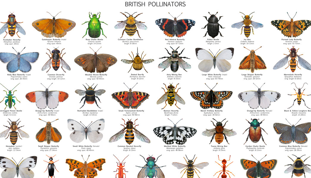 I have been illustrating a British Pollinator poster. It’s amazing how many different insects help pollinate flowering plants, including lots of beetles! #pollinator #beetle ⁦<a href="/Bathscape/">Bathscape</a>⁩ ⁦<a href="/WildlifeTrusts/">The Wildlife Trusts</a>⁩