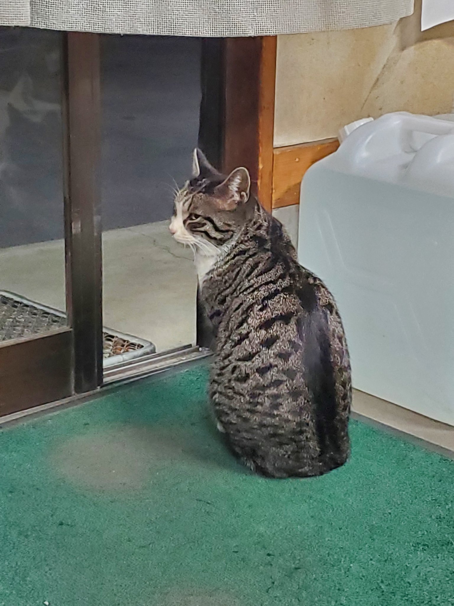 ゆう Zc31s 今日の猫課長 不定期 おはようございます T Co Ao38hohsiu Twitter